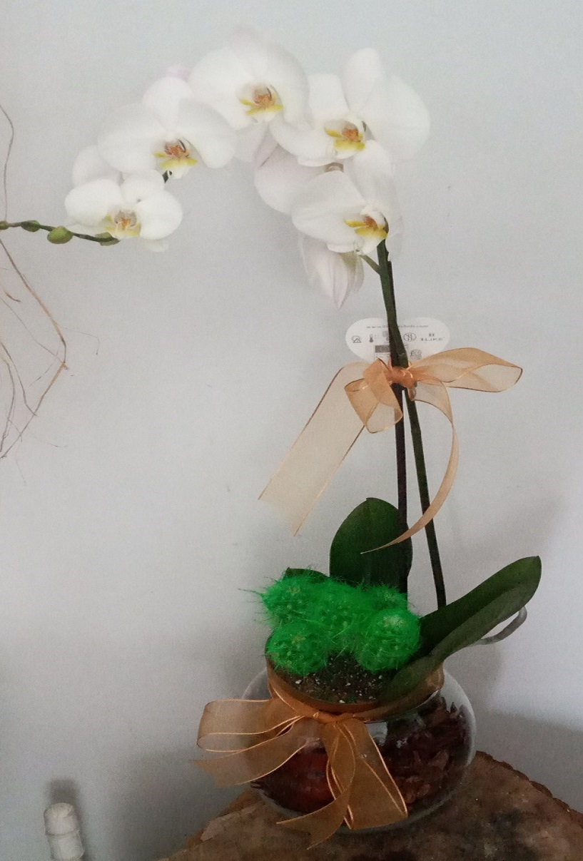 Orkide Kkatus Sukulent