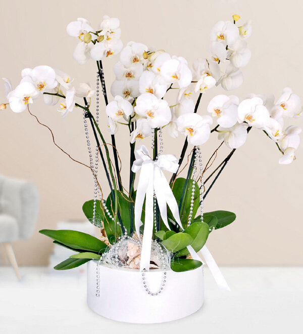 Orkide Beyaz Bahe iek