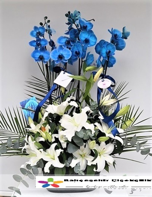Mavi Orkide Arajman