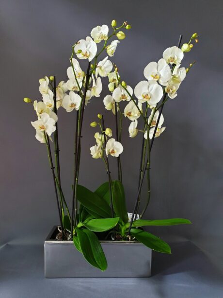 4 Dallı Orkideler