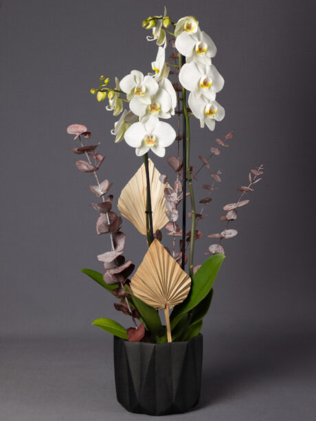 Orkide Sunumu